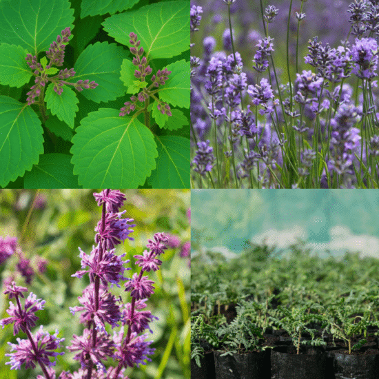 Alternative view of תערובת ארומתרפית - למדיטציה