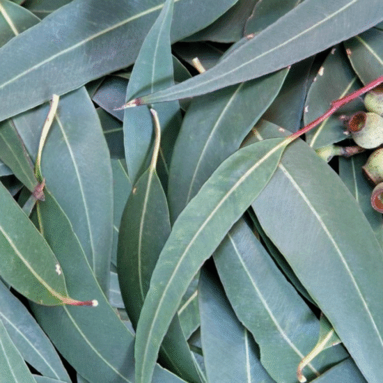 Alternative view of שמן אתרי אקליפטוס רדיאטה